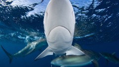 Water fish underwater Sharks national geographic