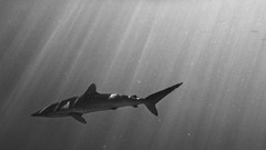 Water fish underwater Sharks national geographic