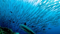 Water fish underwater Sharks national geographic