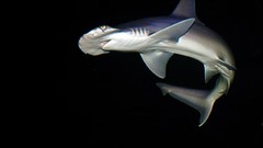Water fish underwater Sharks national geographic