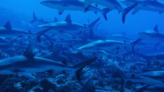 Water fish underwater Sharks national geographic