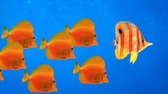 Water fish windows xp