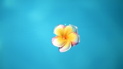 Water Flowers plumeria