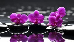 Water Flowers selective coloring