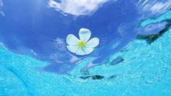 Water Flowers white flowers