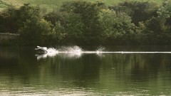 Water flying forests