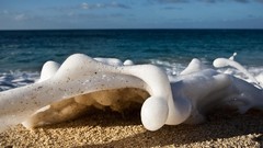 Water foam Beaches sea shorelines