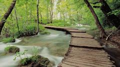 Water forests long exposure