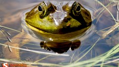 Water Frogs amphibians