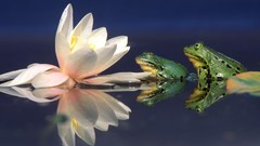 Water Frogs Water Lilies reflections amphibians lily pads