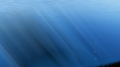 Water grass bubbles underwater