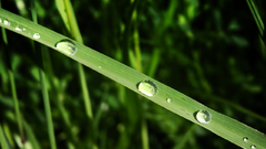 Water grass drops nature