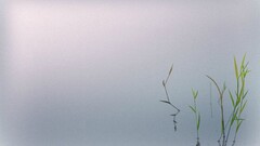 water grass Minimalism Plants mist