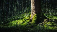 Water Green Cameras Beaches houses deserts