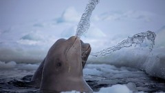 Water ice Dolphins Arctic
