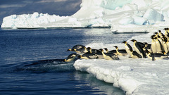 Water ice Penguins