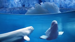 Water ice split-view beluga whales