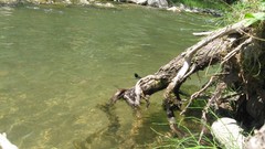 Water insects rivers