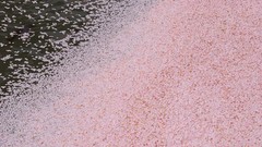 Water Japan blossoms