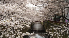 Water Japan cherry blossoms