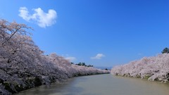 Water Japan rivers blossoms skyscapes