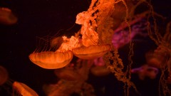 Water jellyfish sealife