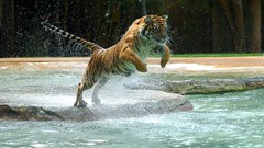 Water jump wet Tigers Powerful