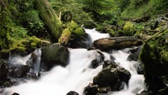 Water jungle forests