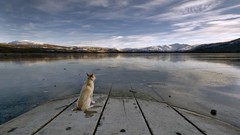Water Landscapes Dogs