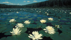 Water Landscapes forests lily
