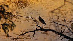 Water Landscapes nature Trees