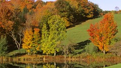 Water Landscapes nature Trees