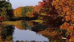 Water Landscapes nature Trees