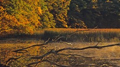 Water Landscapes nature Trees