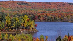 Water Landscapes nature Trees
