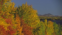 Water Landscapes nature Trees