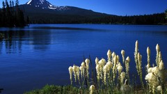 Water Landscapes nature Trees