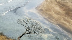 Water Landscapes nature Trees