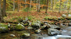 Water Landscapes nature Trees