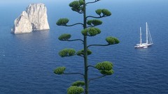 Water Landscapes Treecko