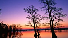 Water Landscapes Trees