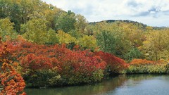 Water Landscapes Trees