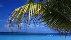 Water Landscapes Trees