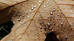 Water leaf autumn rain
