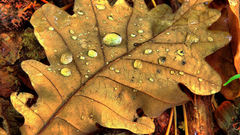Water leaf autumn water