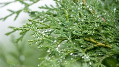 Water leaves depth of