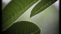 Water leaves drops by