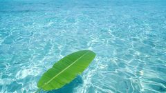 Water leaves fallen leaves