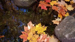 Water leaves float fallen