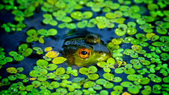 Water leaves Frogs amphibians